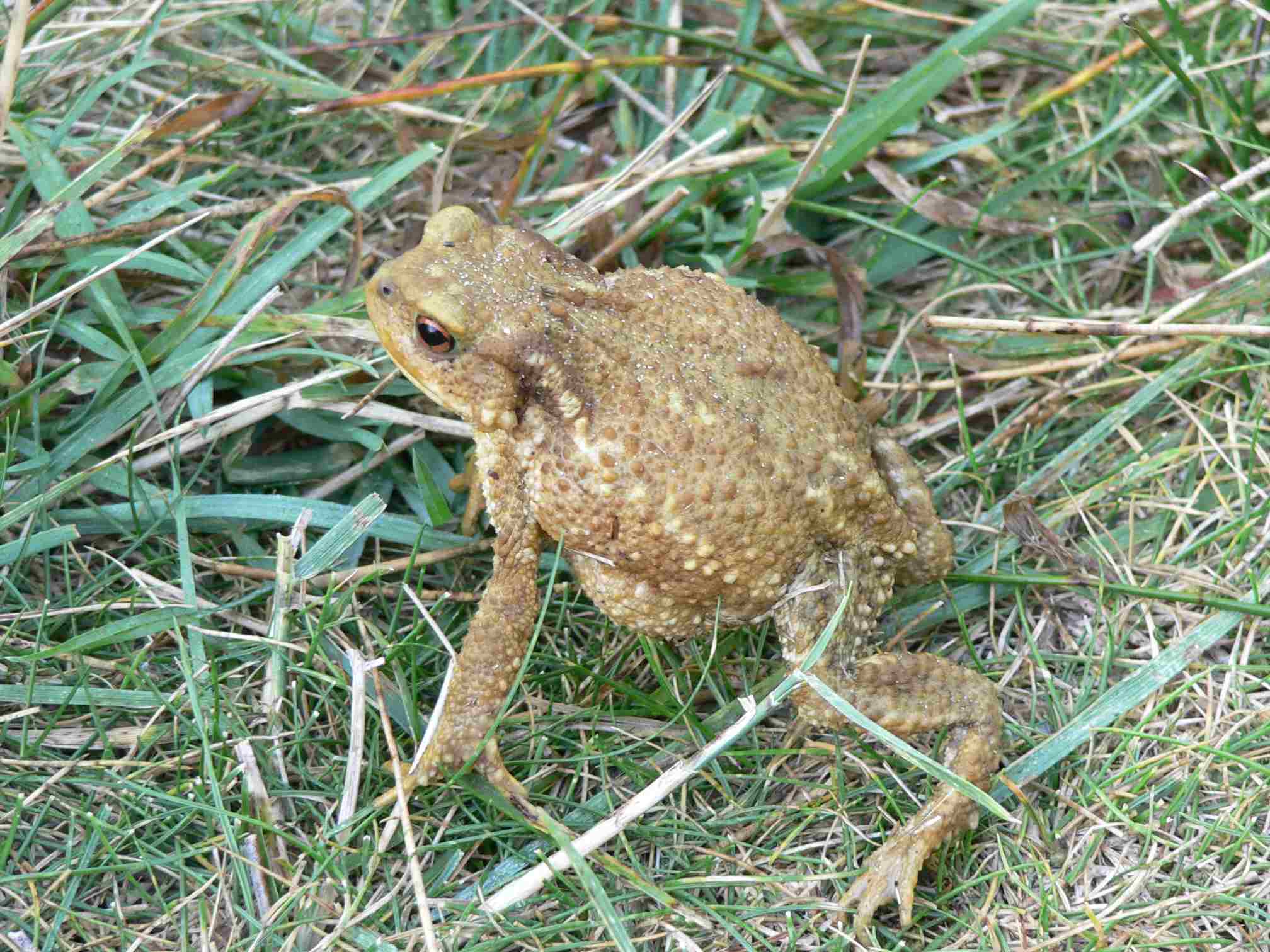 Le crapaud commun Quel est cet animal