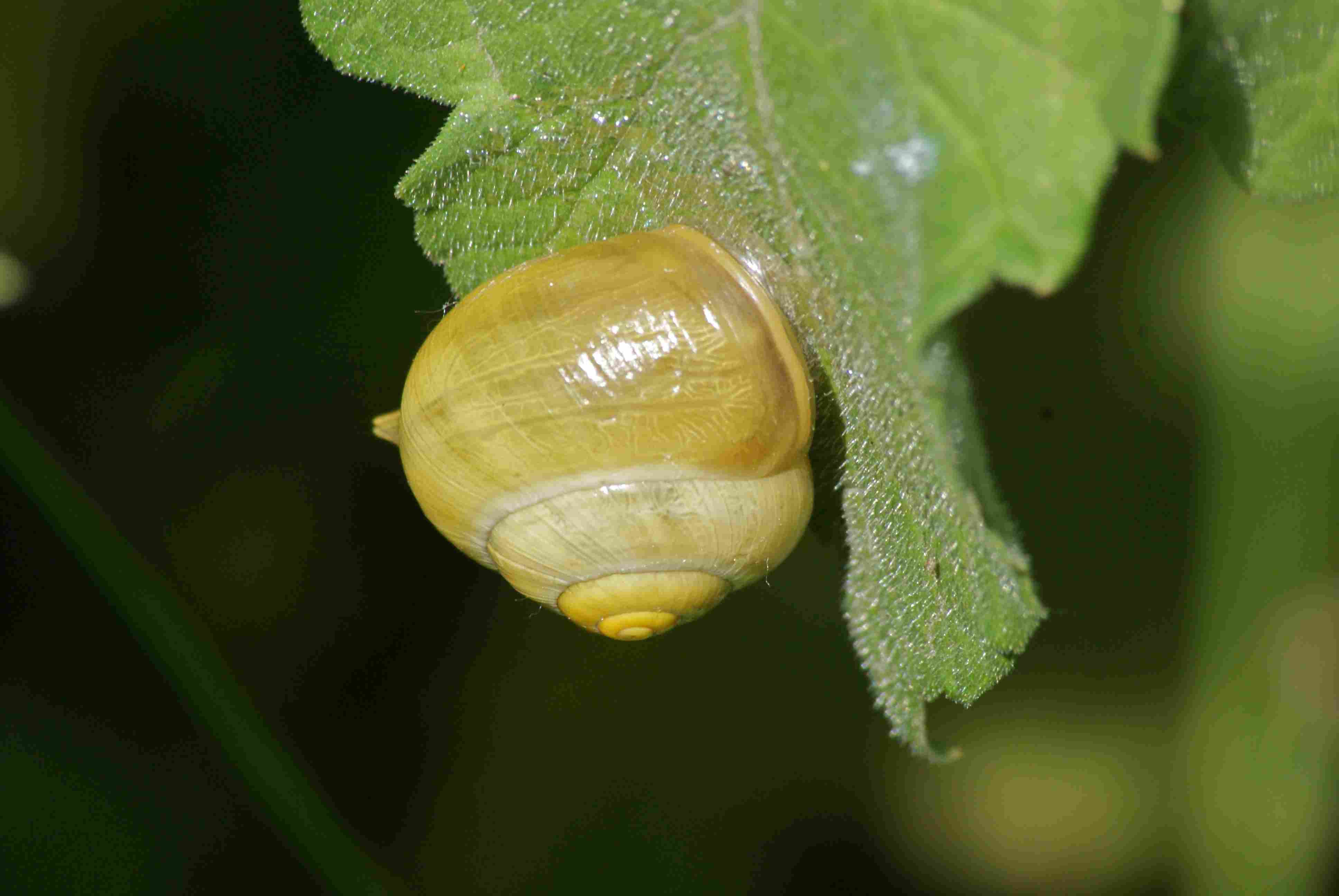 Escargot des bois, escargot des jardins Quel est cet animal