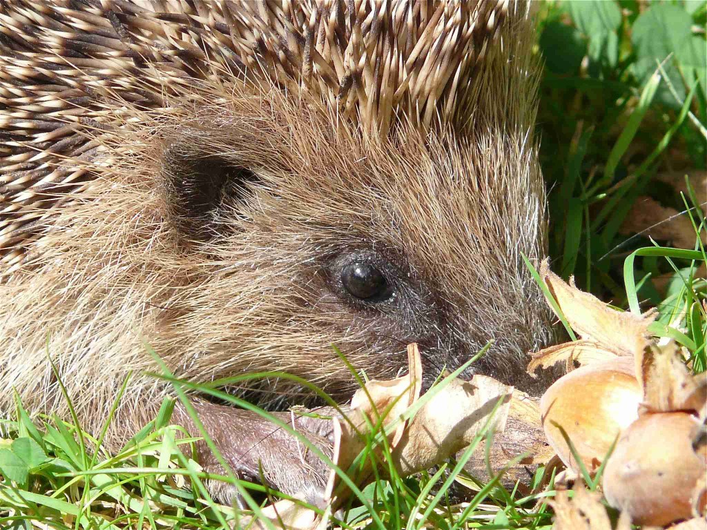 Erinaceus europaeus