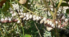 L’escargot des dunes