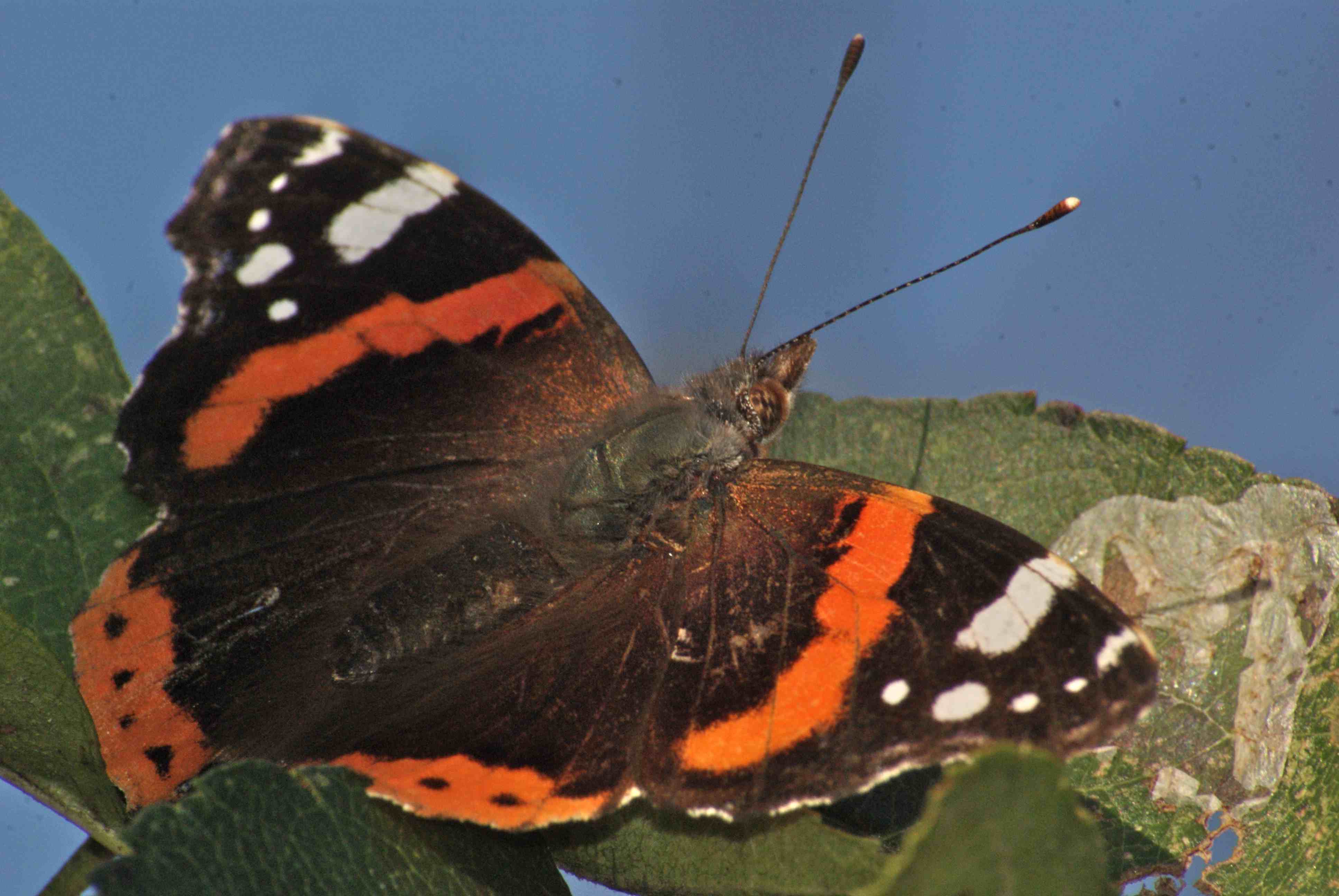 quel est animal de vulcain