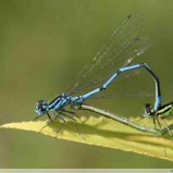 L’agrion jouvencelle