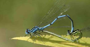 L’agrion jouvencelle