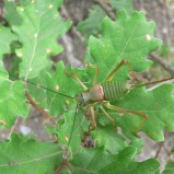 L’éphippigère des vignes