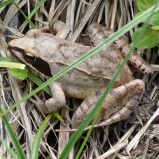 La grenouille agile