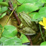 La grenouille verte