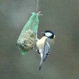 La mésange charbonnière