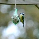 La mésange bleue