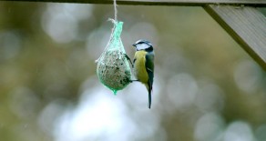 La mésange bleue