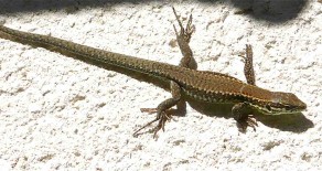 Le lézard des murailles