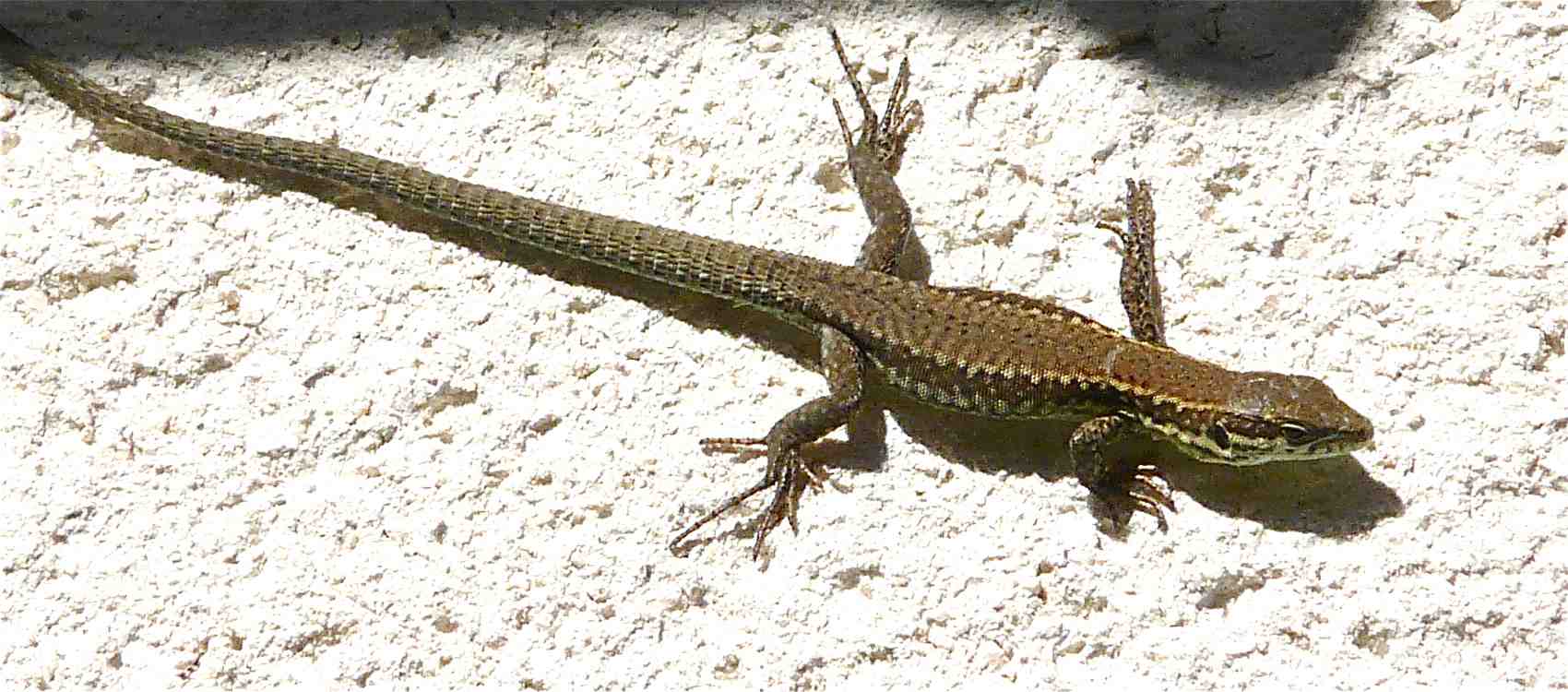 Le lézard des murailles Quel est cet animal