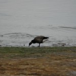 Branta bernicla