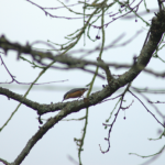 Sitta europaea