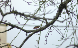 Sitta europaea