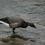 bernache cravant Branta bernicla bernicla