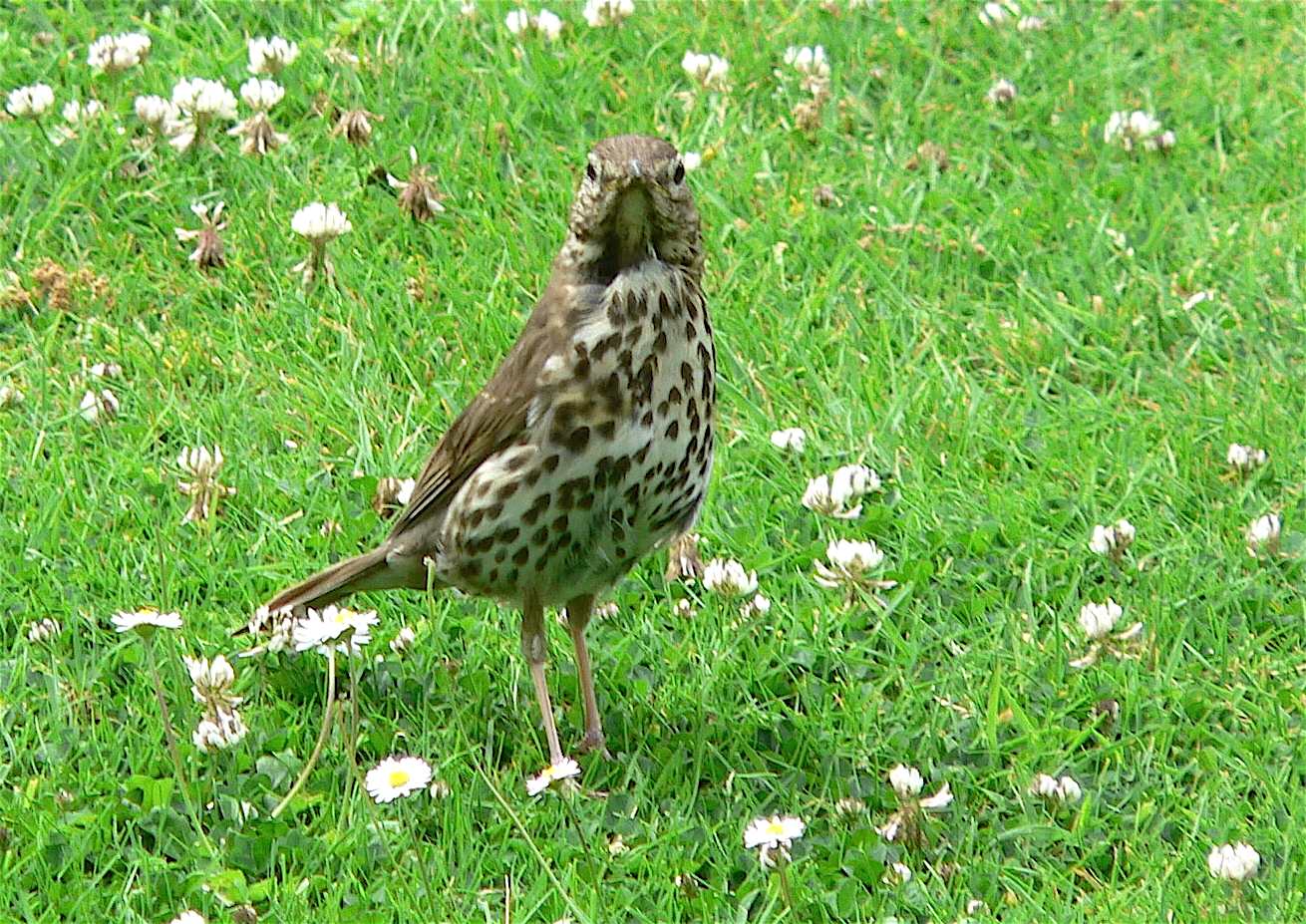 Turdus Philomelos Grive générale Turdus Philomelos Grive générale