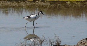 L’avocette élégante