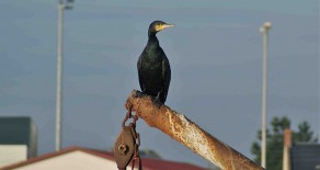 Le grand cormoran