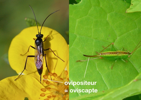 Les parasites dans le sang comme sen délivrera
