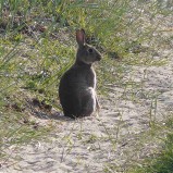 Le lapin de garenne