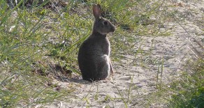 Le lapin de garenne