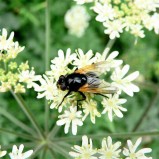 La mouche de midi