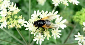 La mouche de midi