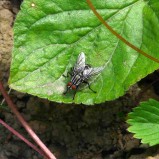 La mouche à damier