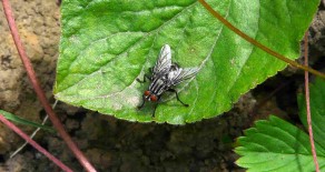 La mouche à damier