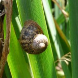 L’escargot petit-gris