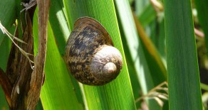 L’escargot petit-gris