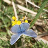 L’argus bleu