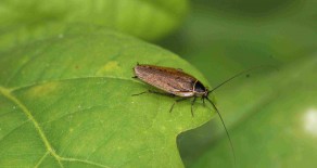 La blatte sylvestre