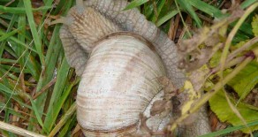 L’escargot de Bourgogne