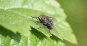 La mouche bleue