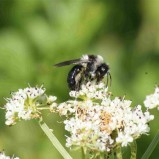 L’abeille des sables