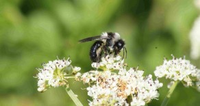 L’abeille des sables