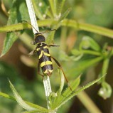 Le clyte bélier