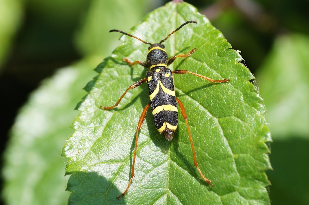 coléoptère noir et jaune Archives Quel est cet animal