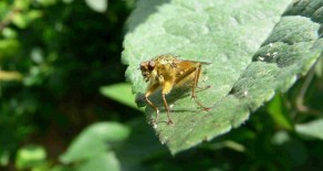Le scatophage du fumier