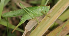 La grande sauterelle verte