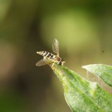 Le syrphe porte-plume