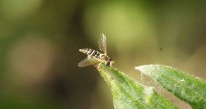 Le syrphe porte-plume