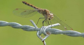 Le sympetrum rayé