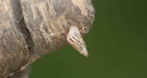 Le cornet étroit