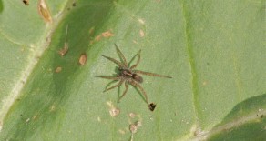 L’araignée loup