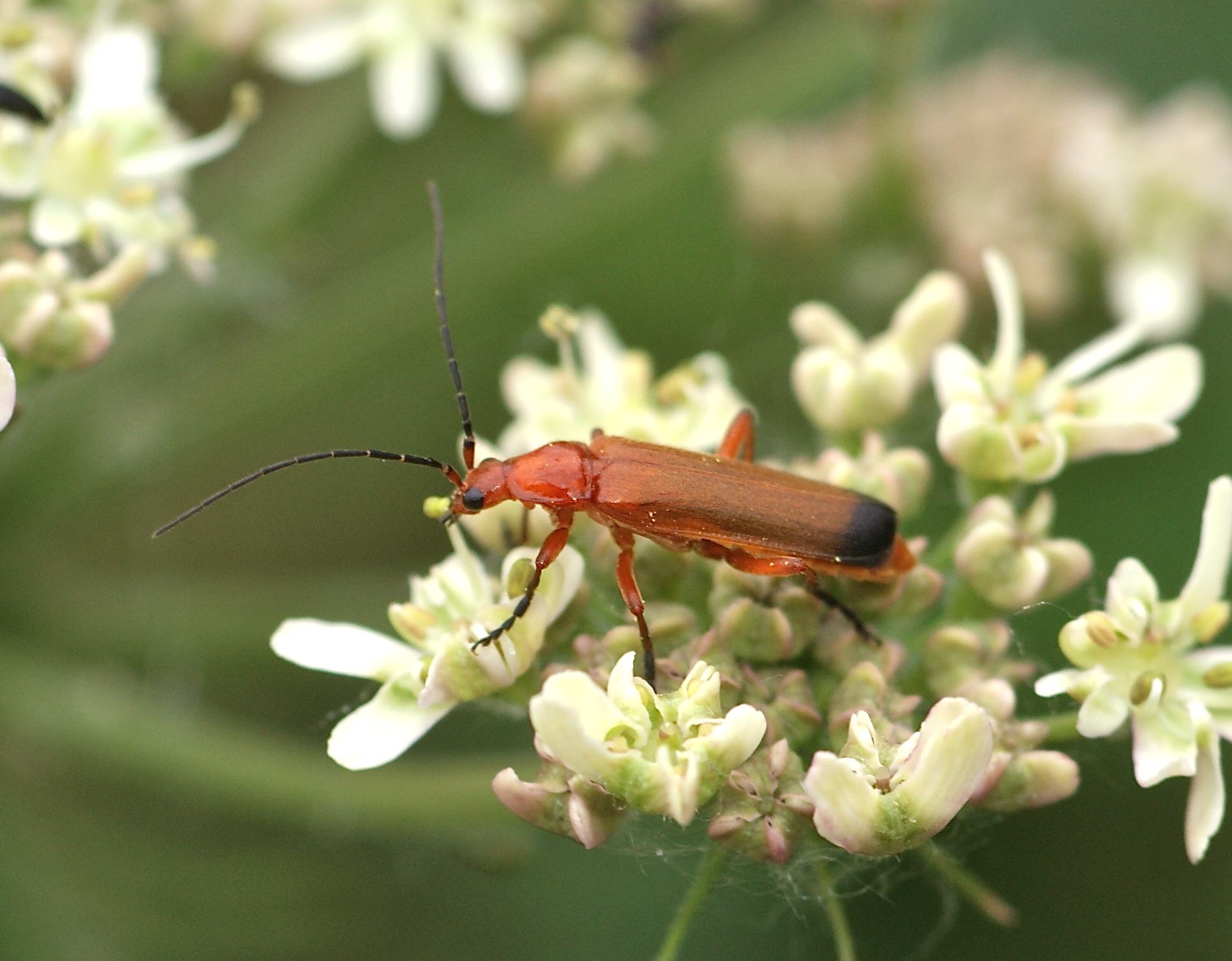 coléoptère roux Archives Quel est cet animal