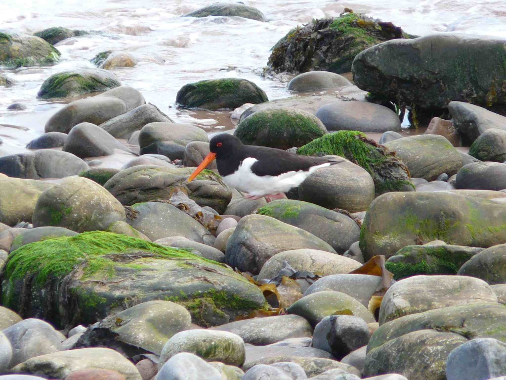 Haematopus ostralegus