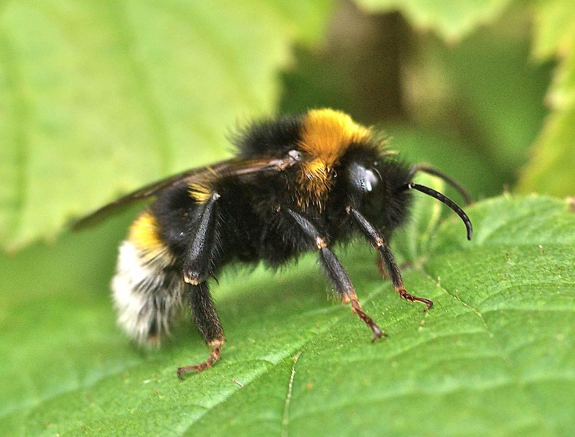 Le bourdon parasite du bourdon terrestre Quel est cet animal