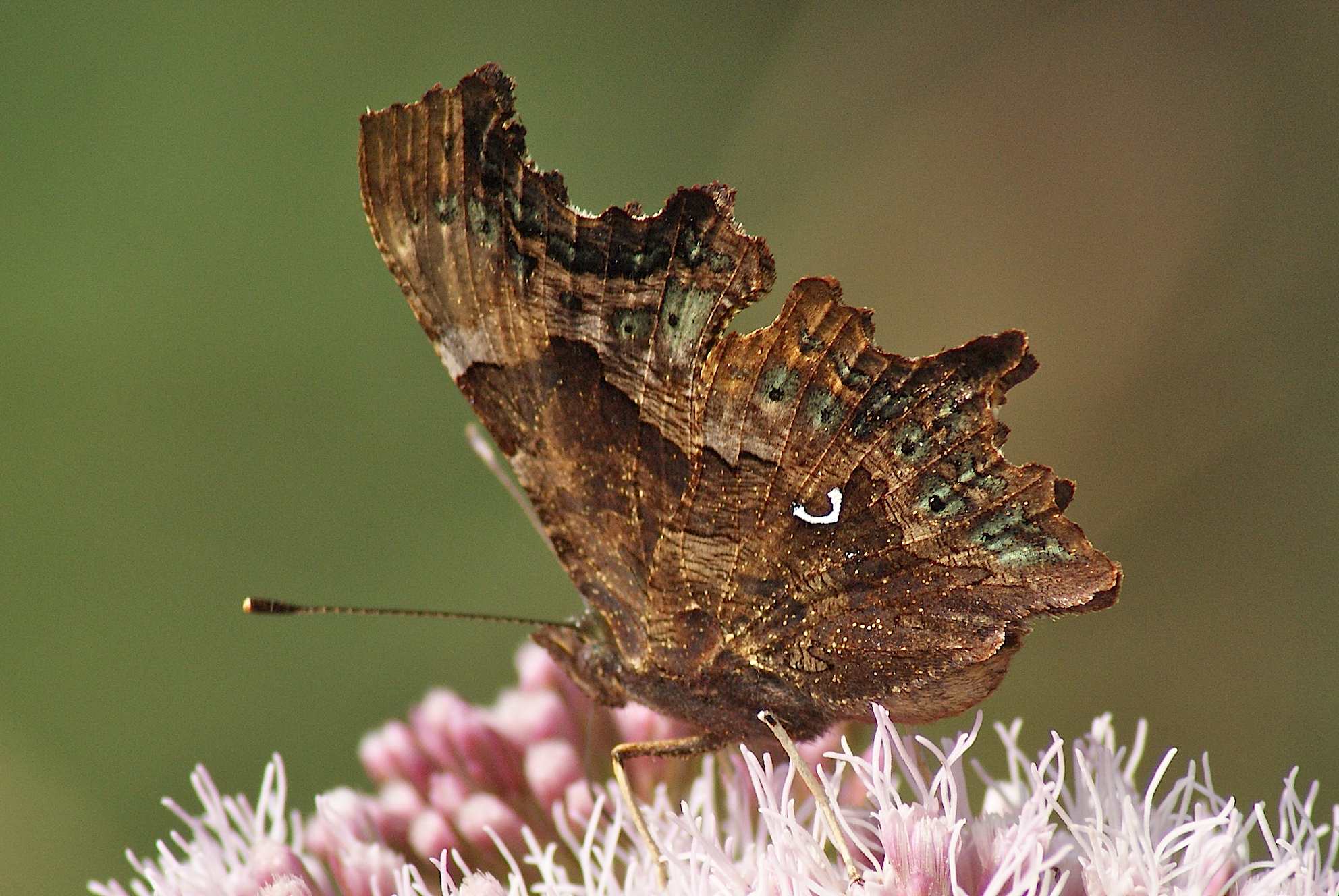 Le Robert le Diable Quel est cet animal